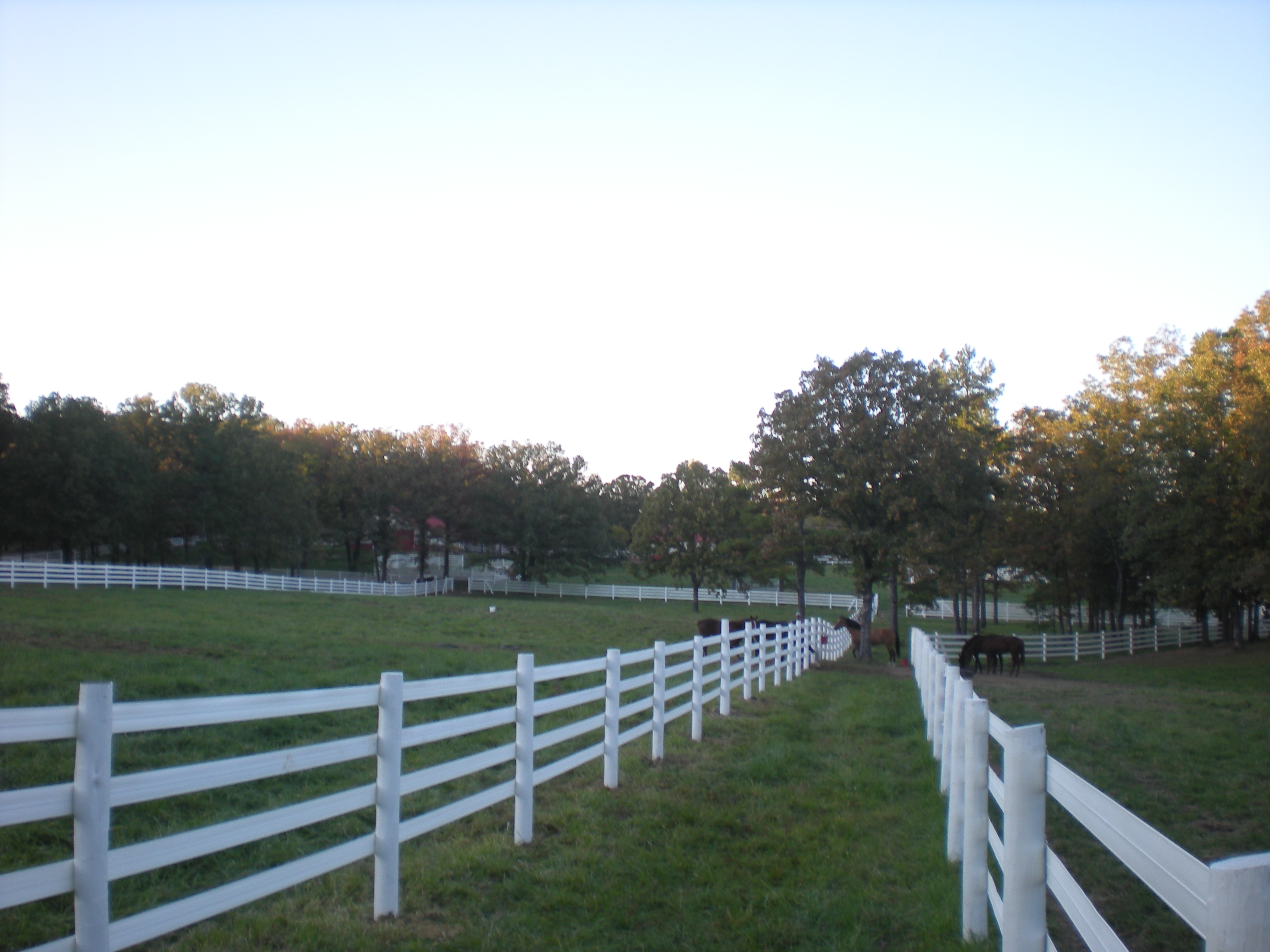 Farm photos Oct 08 082.JPG